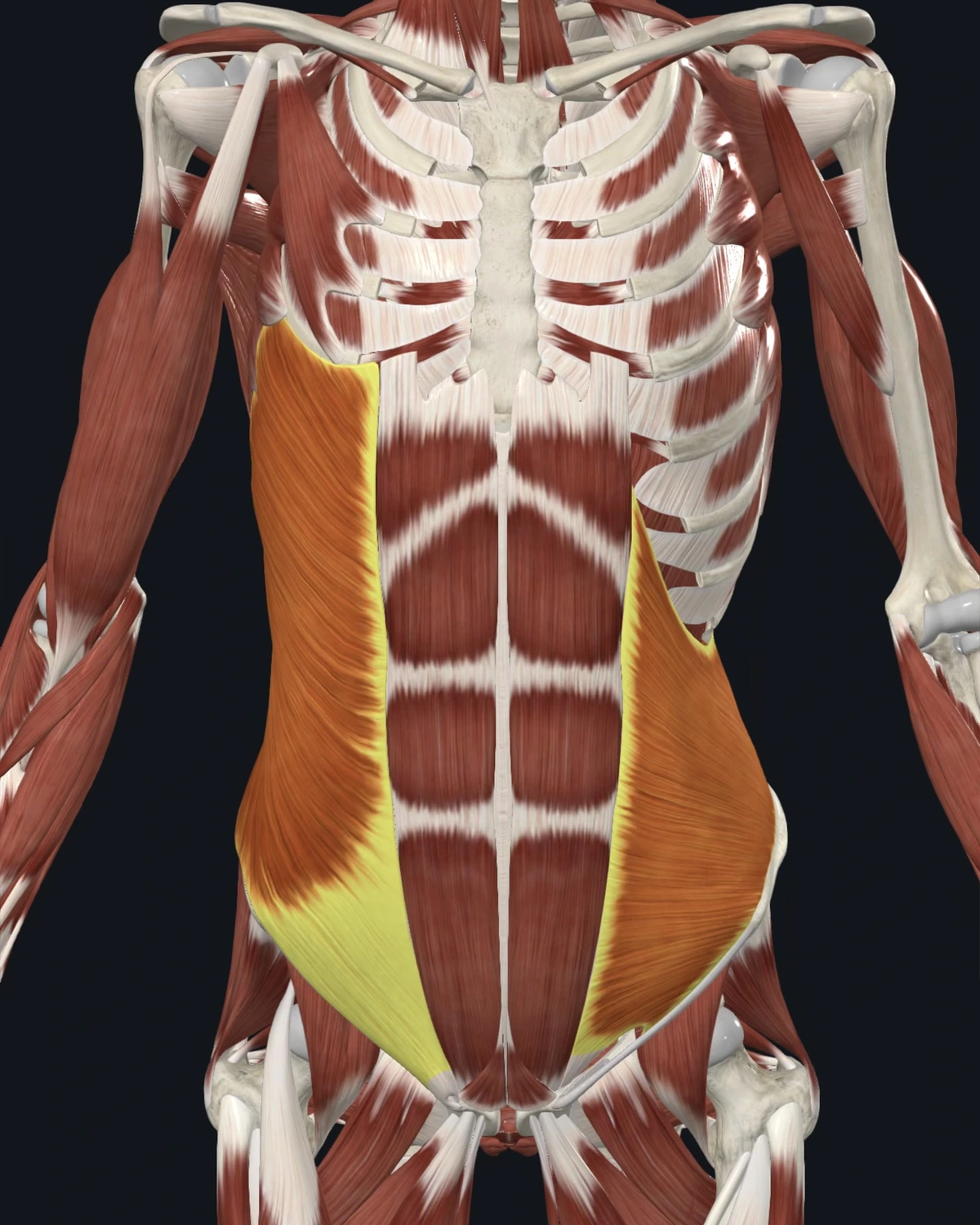 External and internal abdominal oblique anatomy