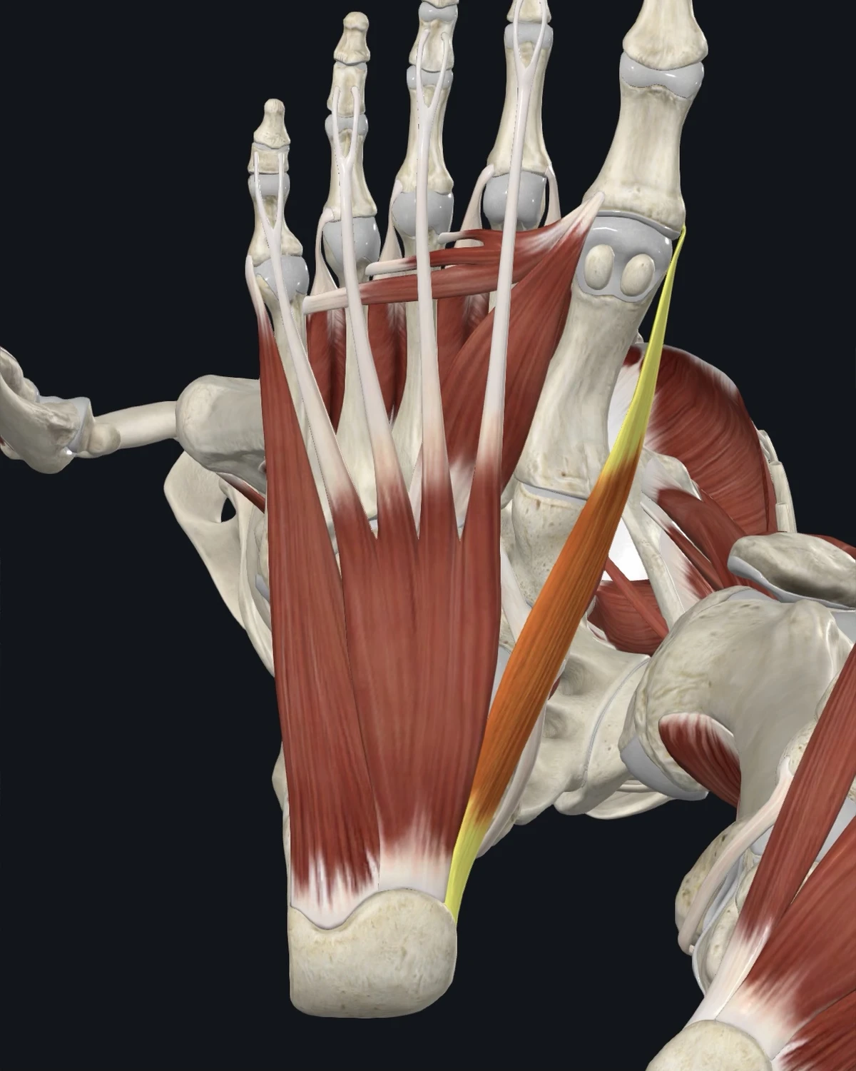 Anatomical illustration of the abductor hallucis on the sole of the foot