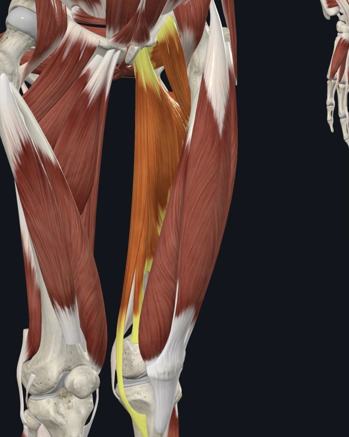 Adductor longus and brevis anatomy