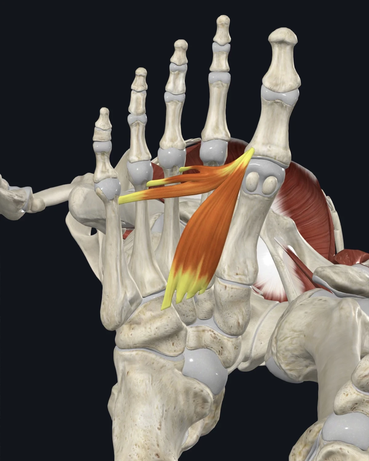 Anatomical illustration of the adductor hallucis on a plantar figure