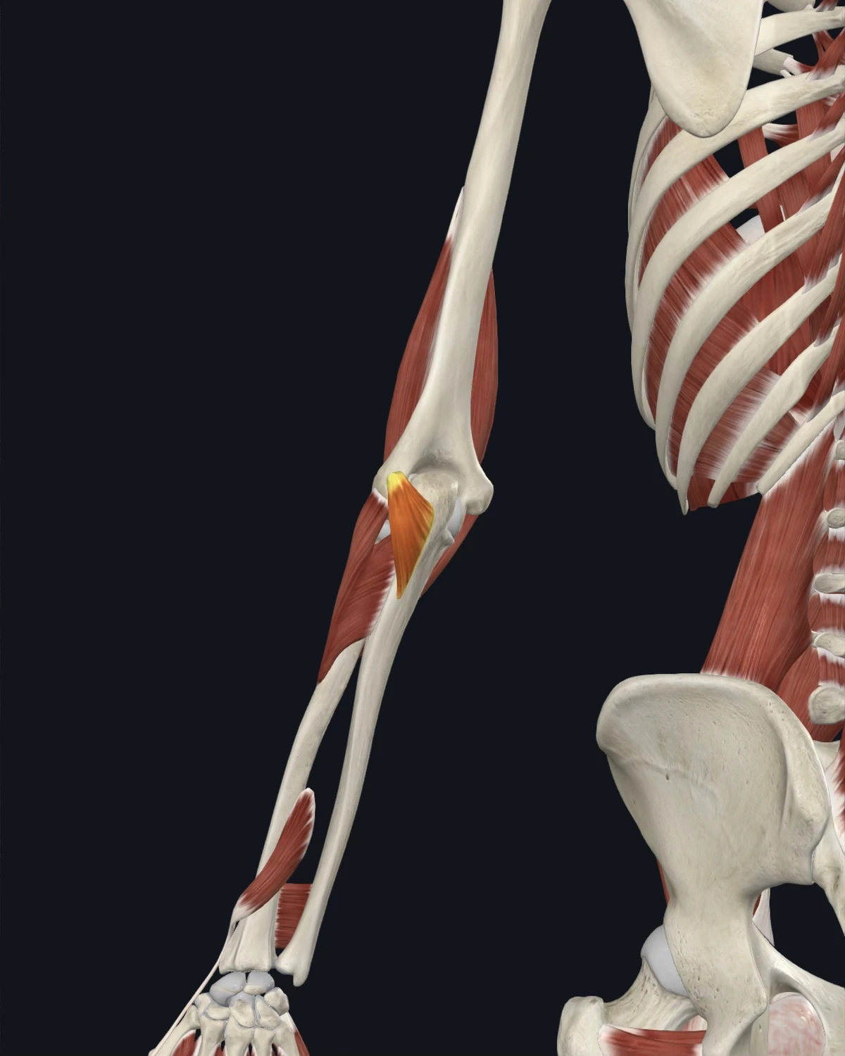 Anatomical illustration of the anconeus on a posterior figure