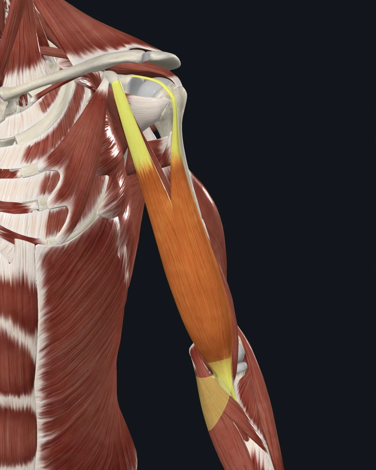 Anatomical illustration of the rhomboids