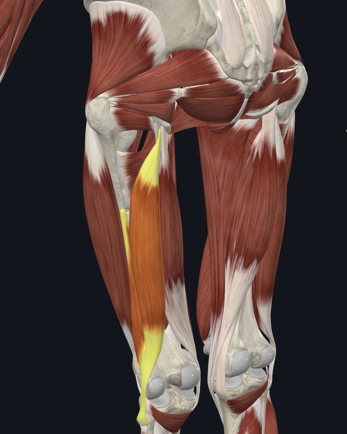 Anatomical illustration of the biceps femoris on a posterior figure