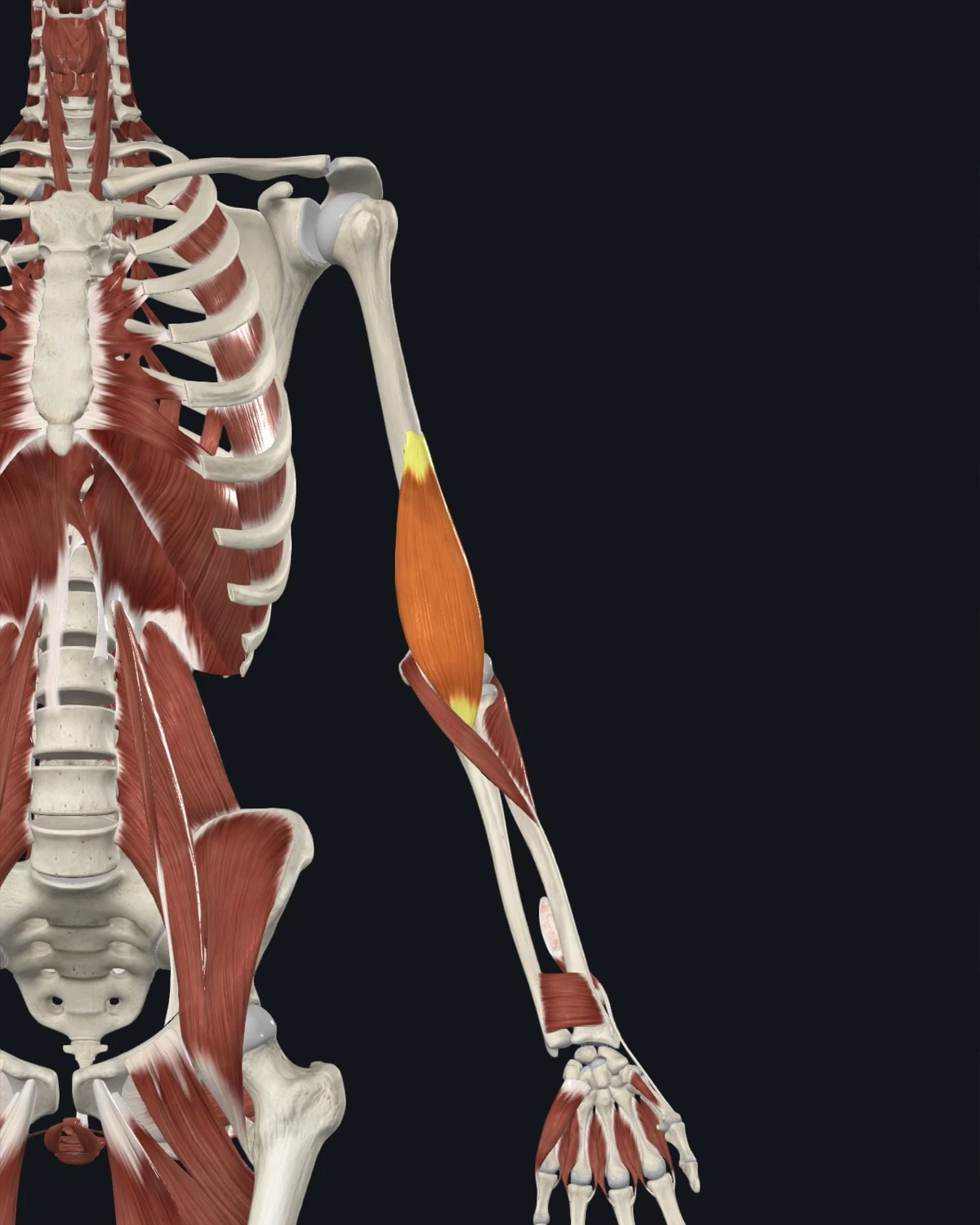 Anatomical illustration of the brachialis on an anterior figure