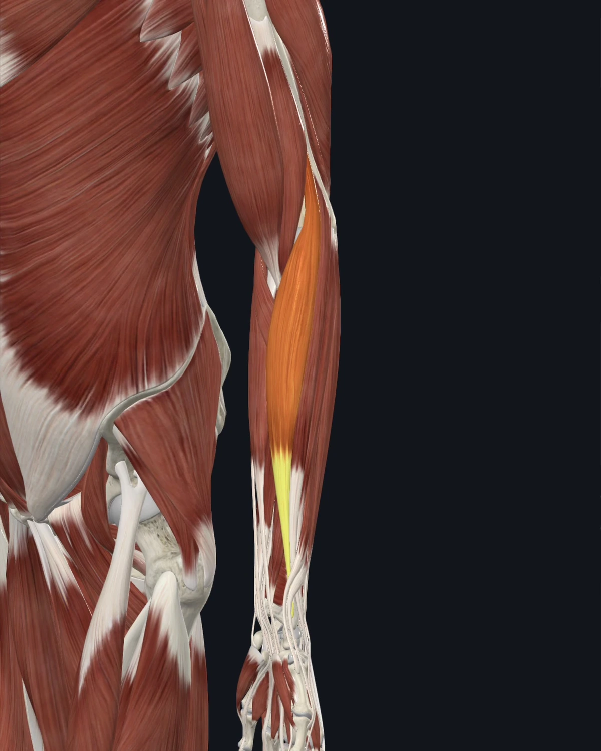 Brachioradialis muscle anatomy