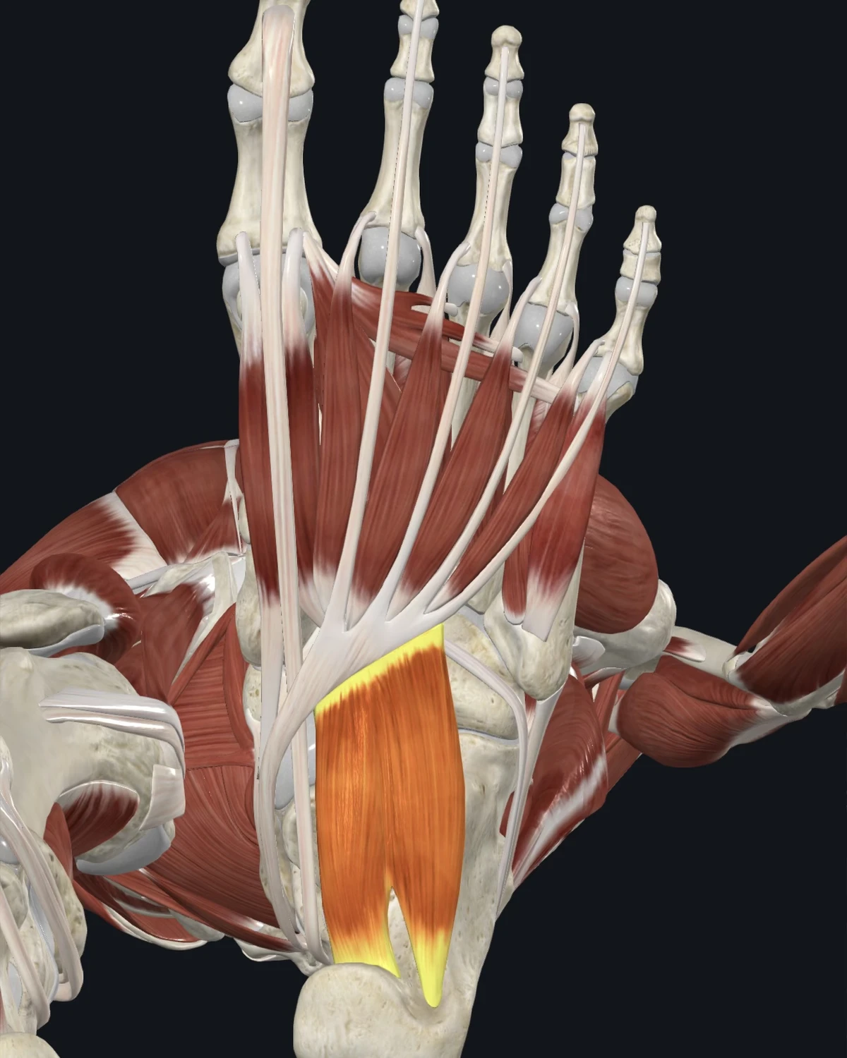 Deep foot muscle anatomy including the quadratus plantae