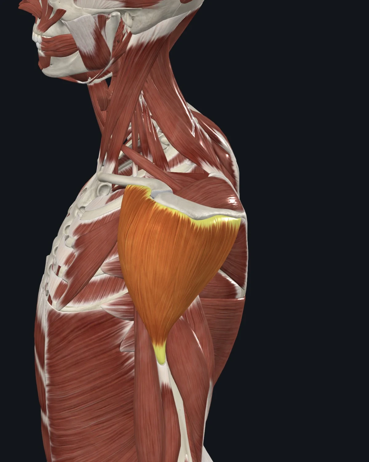 Deltoid muscle anatomy