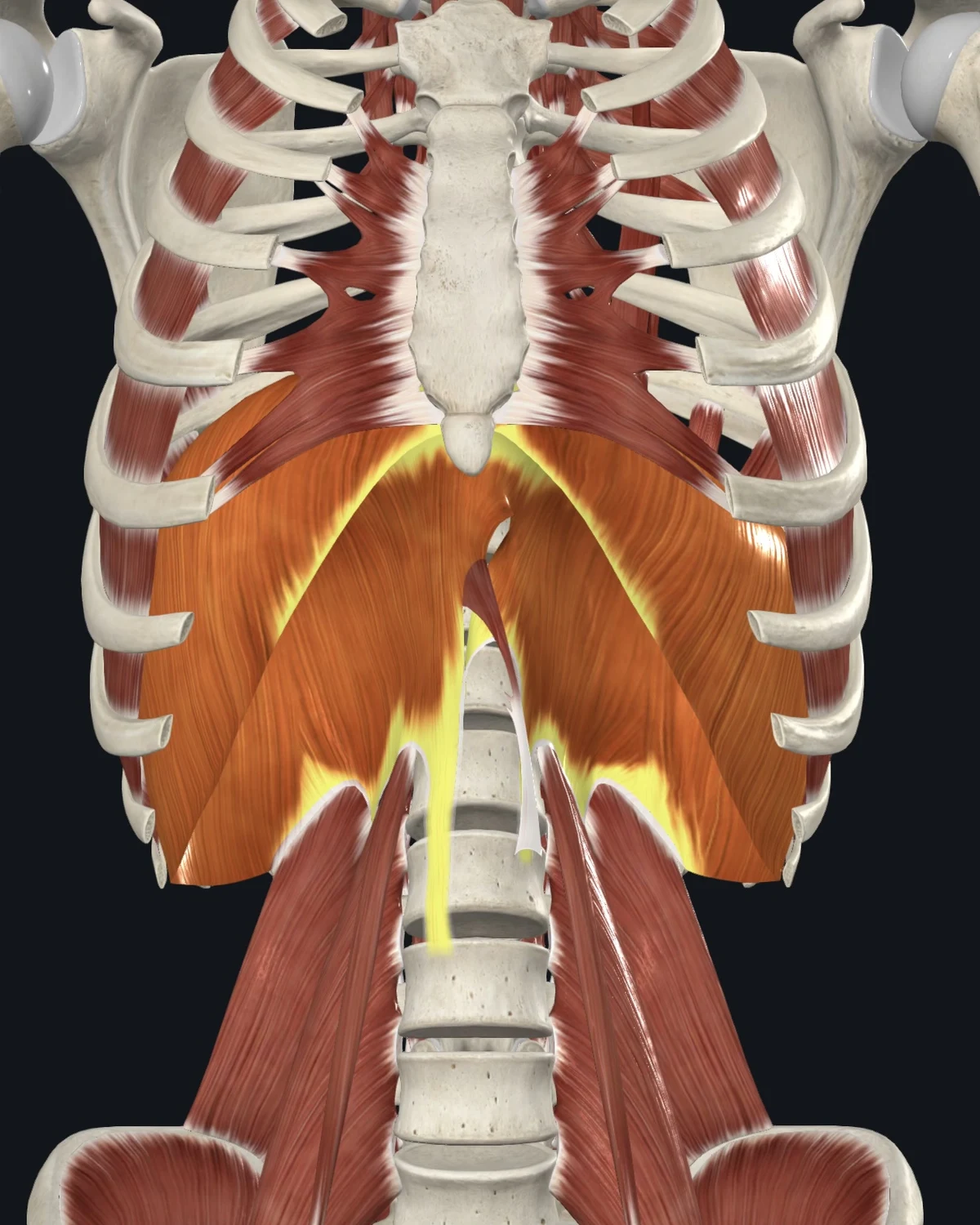 Anatomical illustration of the diaphragm on an anterior figure