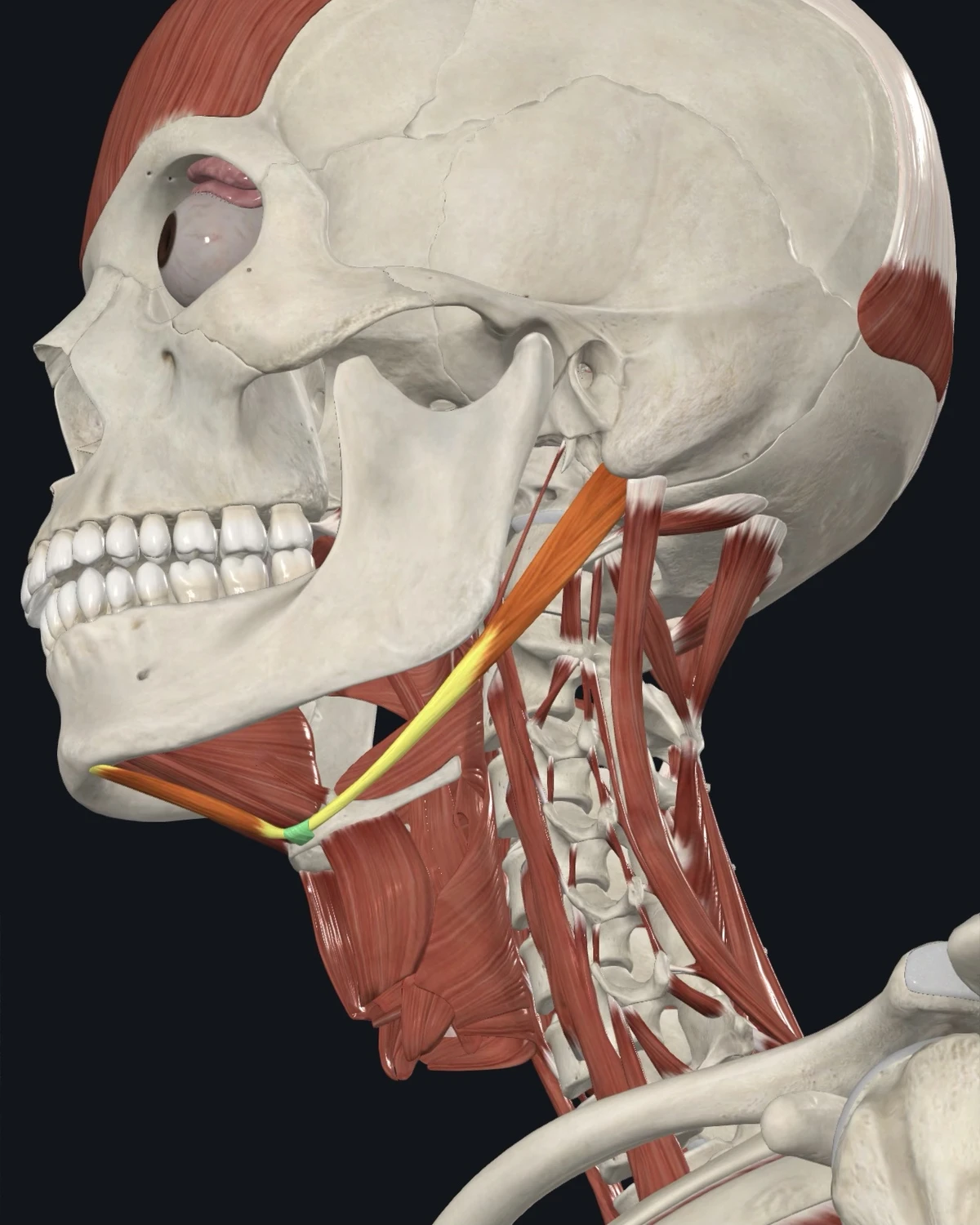 Anatomical illustration of the digastric on a lateral head view