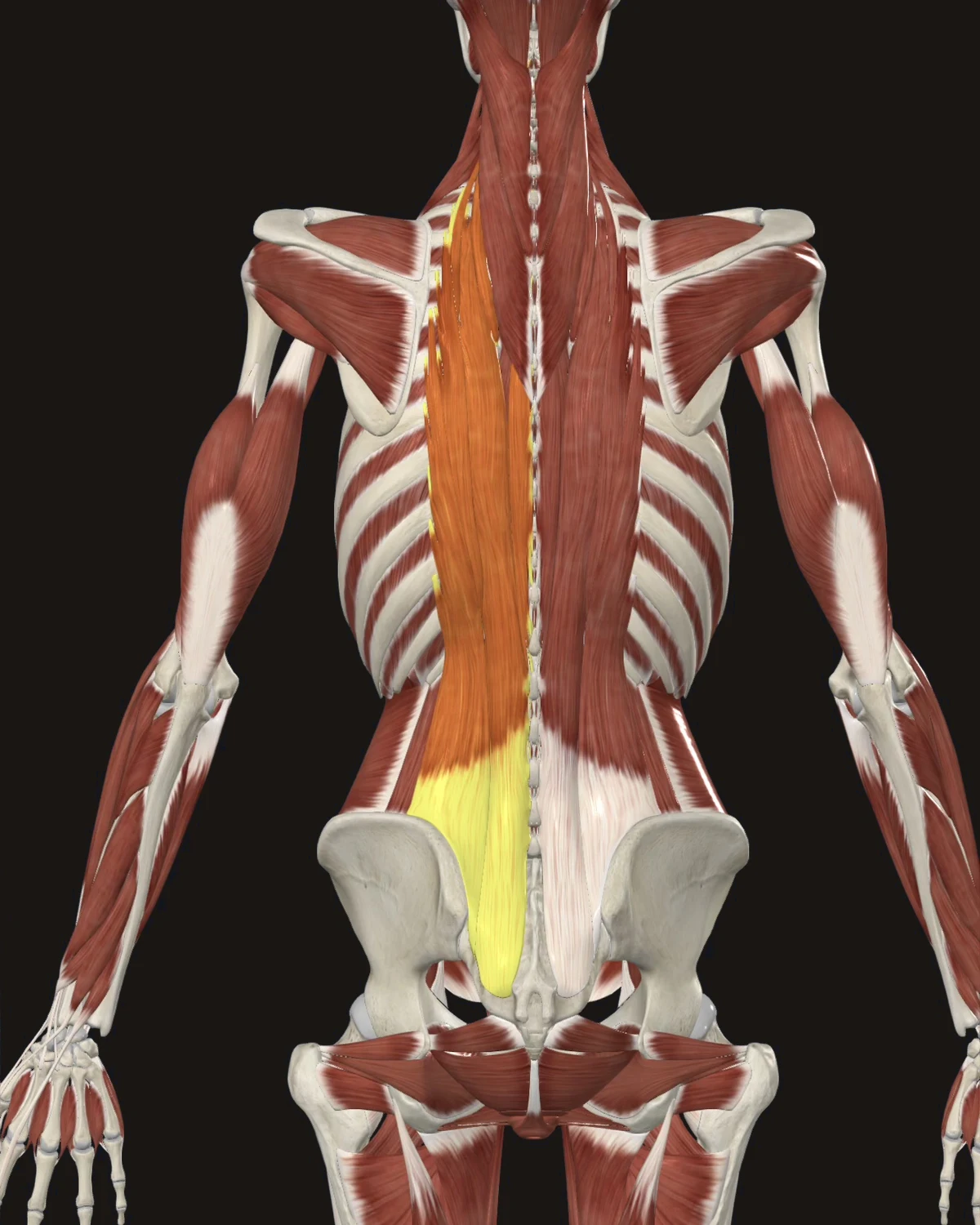 Erector Spinae muscle anatomy
