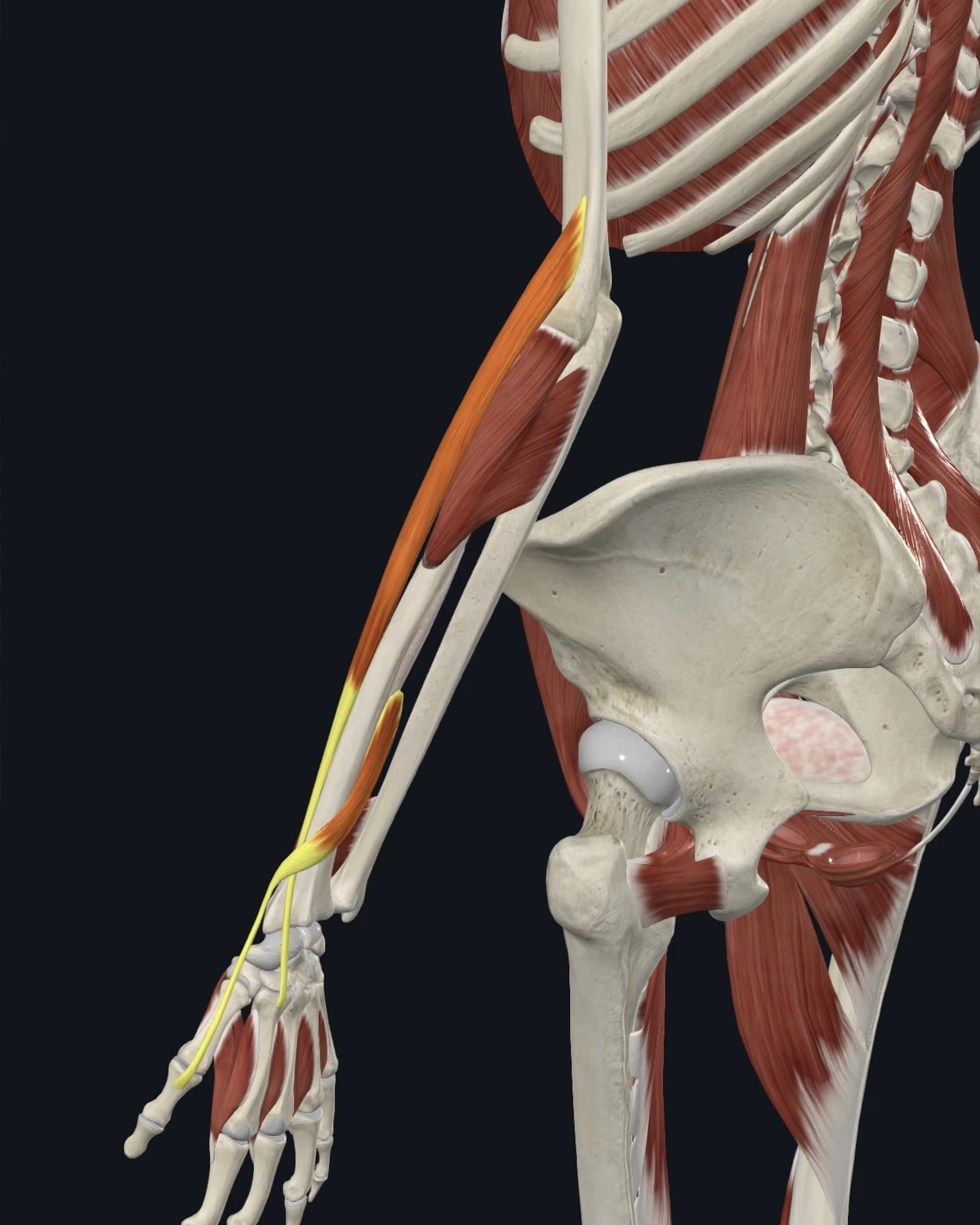 Anatomical illustration of the extensor carpi radialis longus and brevis on a posterior figure