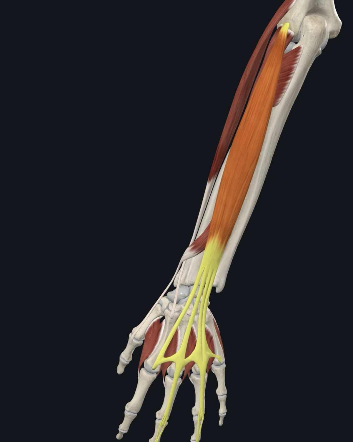 Anatomical illustration of the extensor digitorum on a posterior figure