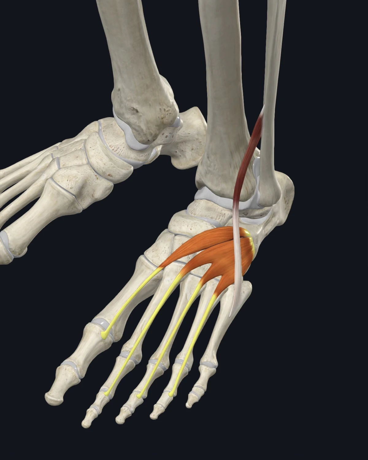 Anatomical illustration of the extensor digitorum brevis and extensor hallucis brevis on an anterior figure