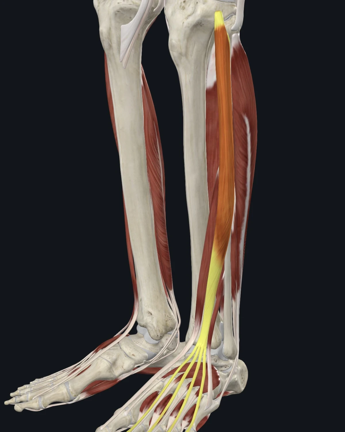 Anatomical illustration of the extensor digitorum longus on an anterior figure