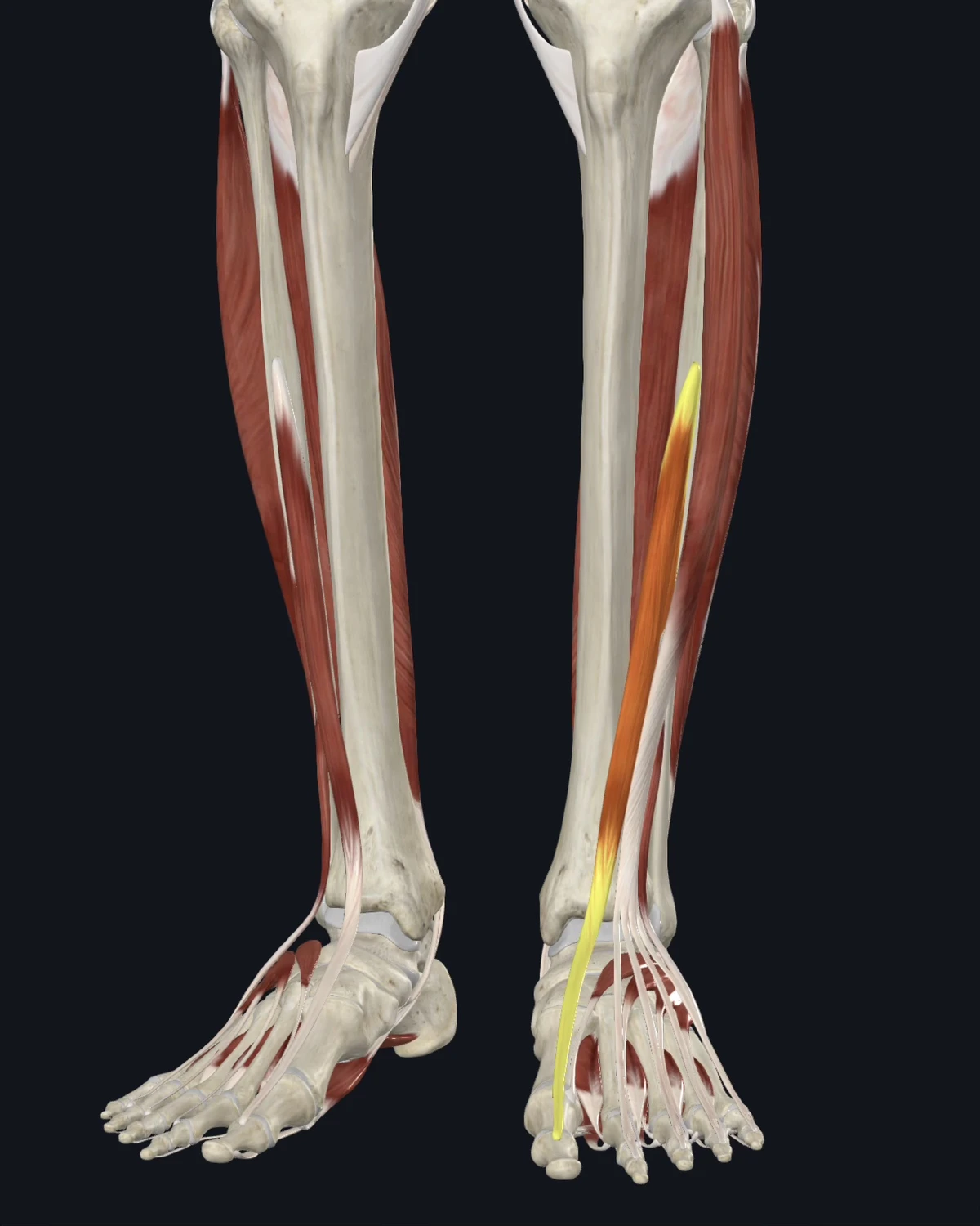 Anatomical illustration of the extensor hallucis longus on an anterior figure