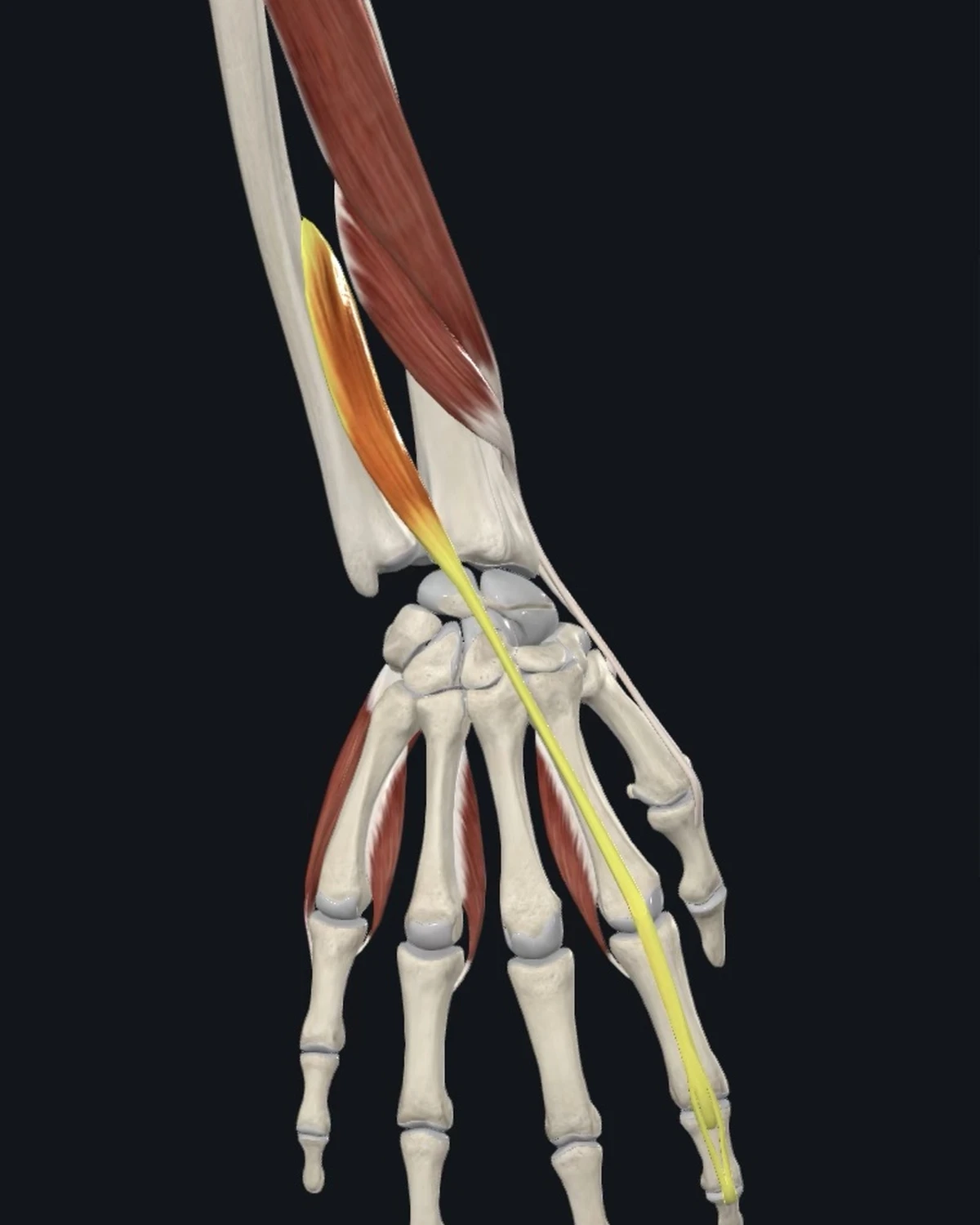 Anatomical illustration of the extensor indicis on a posterior figure