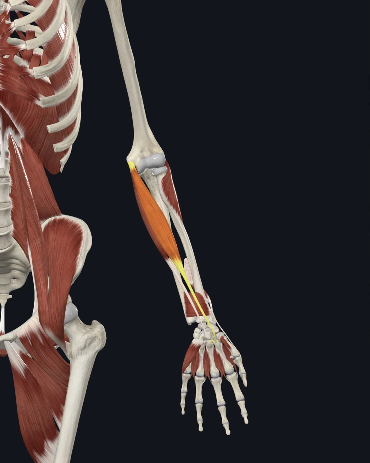 Anatomical illustration of the flexor carpi radialis on an anterior figure