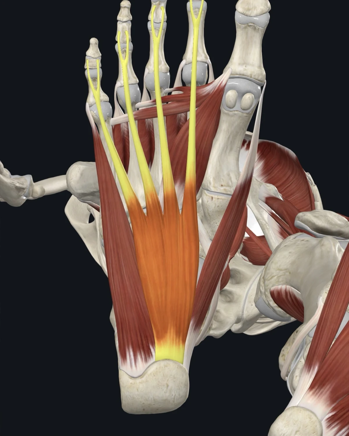 Anatomical illustration of the flexor digitorum brevis on a posterior figure