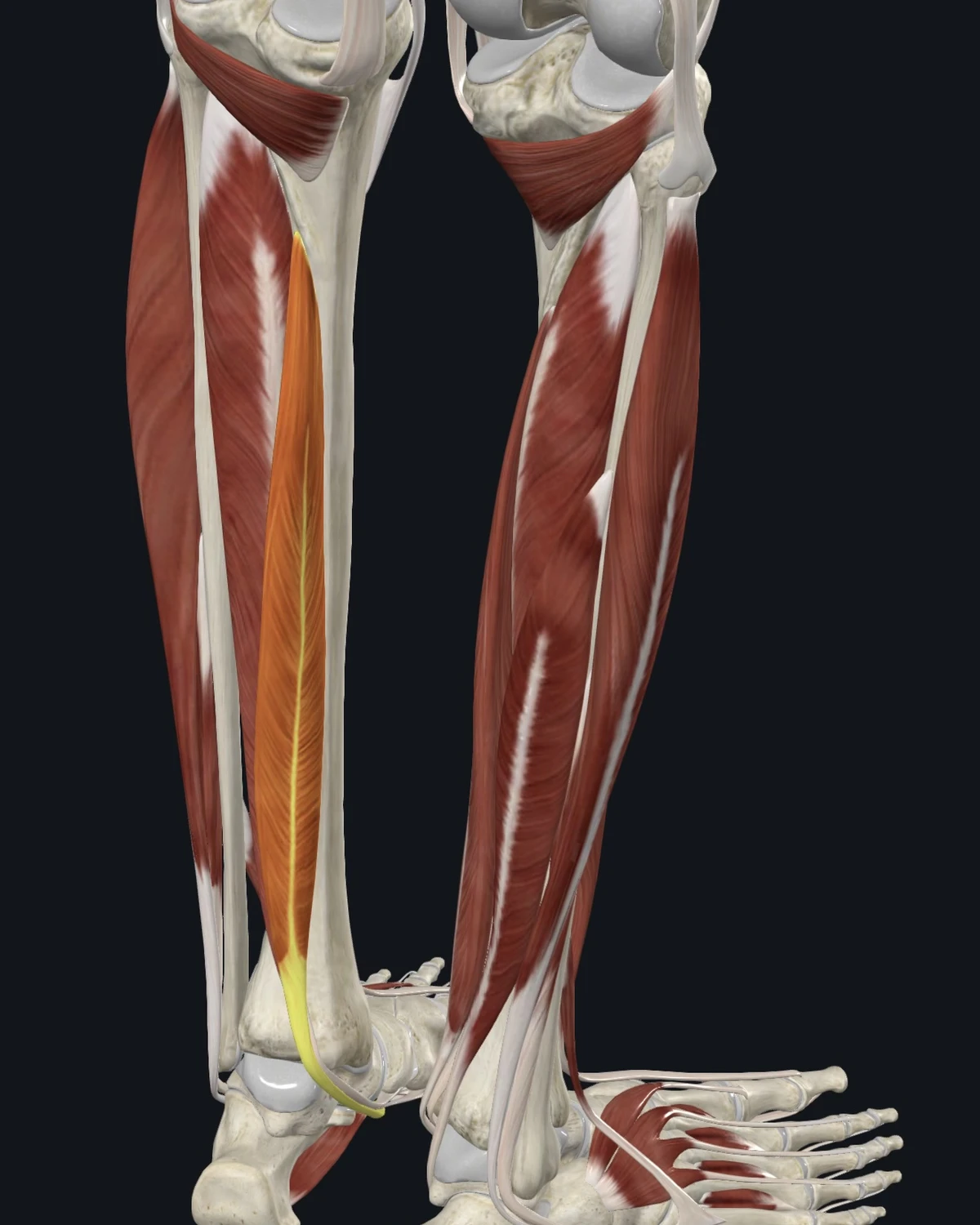 Anatomical illustration of the flexor digitorum longus on a posterior figure