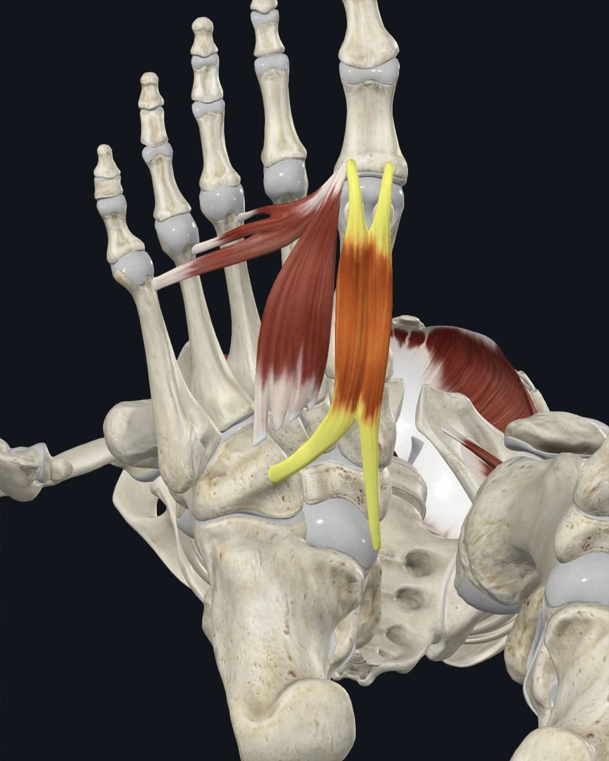 Anatomical illustration of the flexor hallucis brevis on a plantar figure