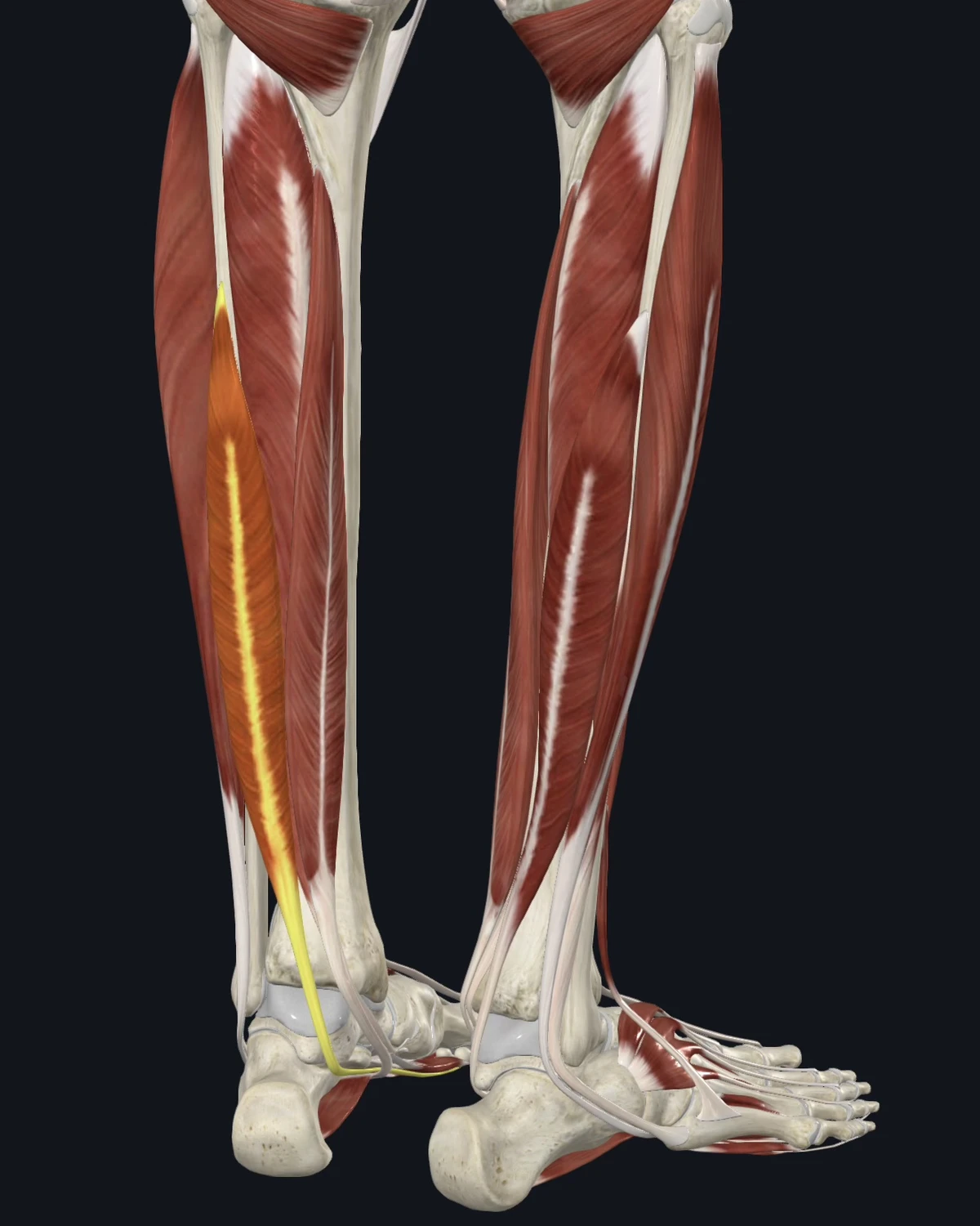 Anatomical illustration of the flexor hallucis longus on a posterior figure