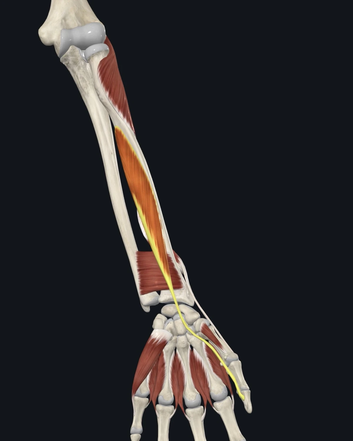 Anatomical illustration of the flexor pollicis longus on an anterior figure