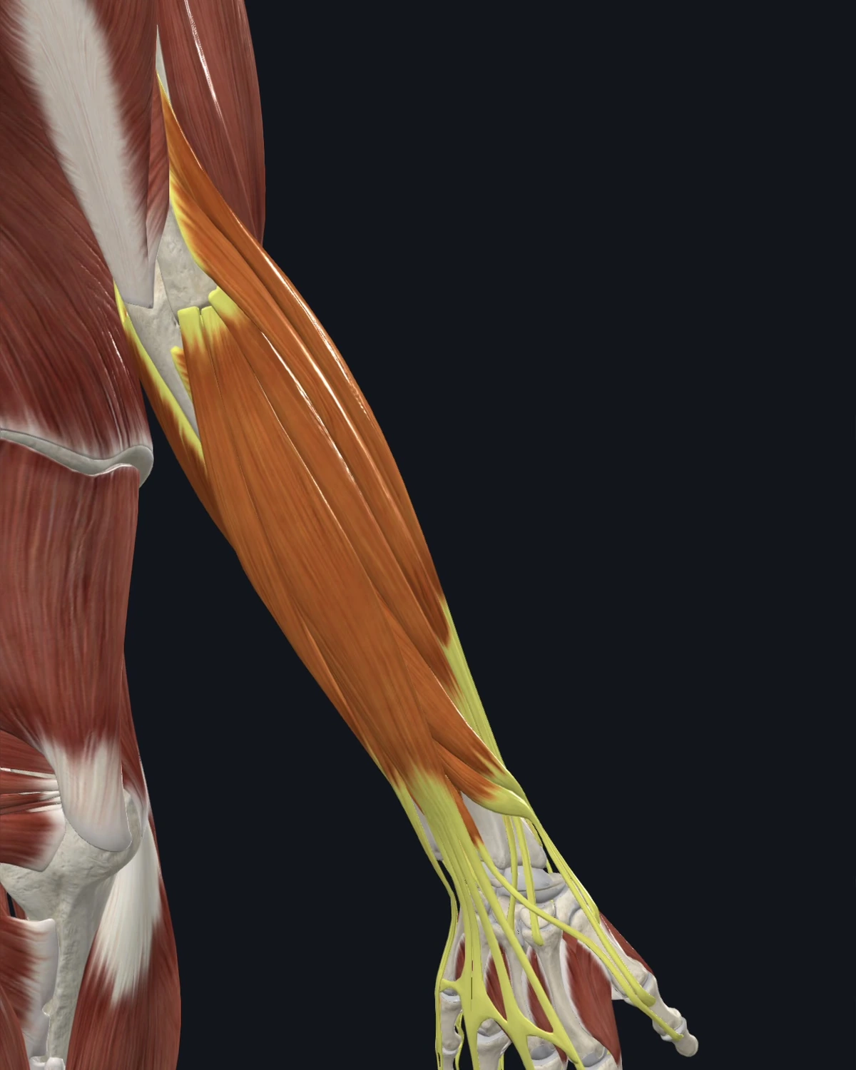 Forearm extensor group anatomy