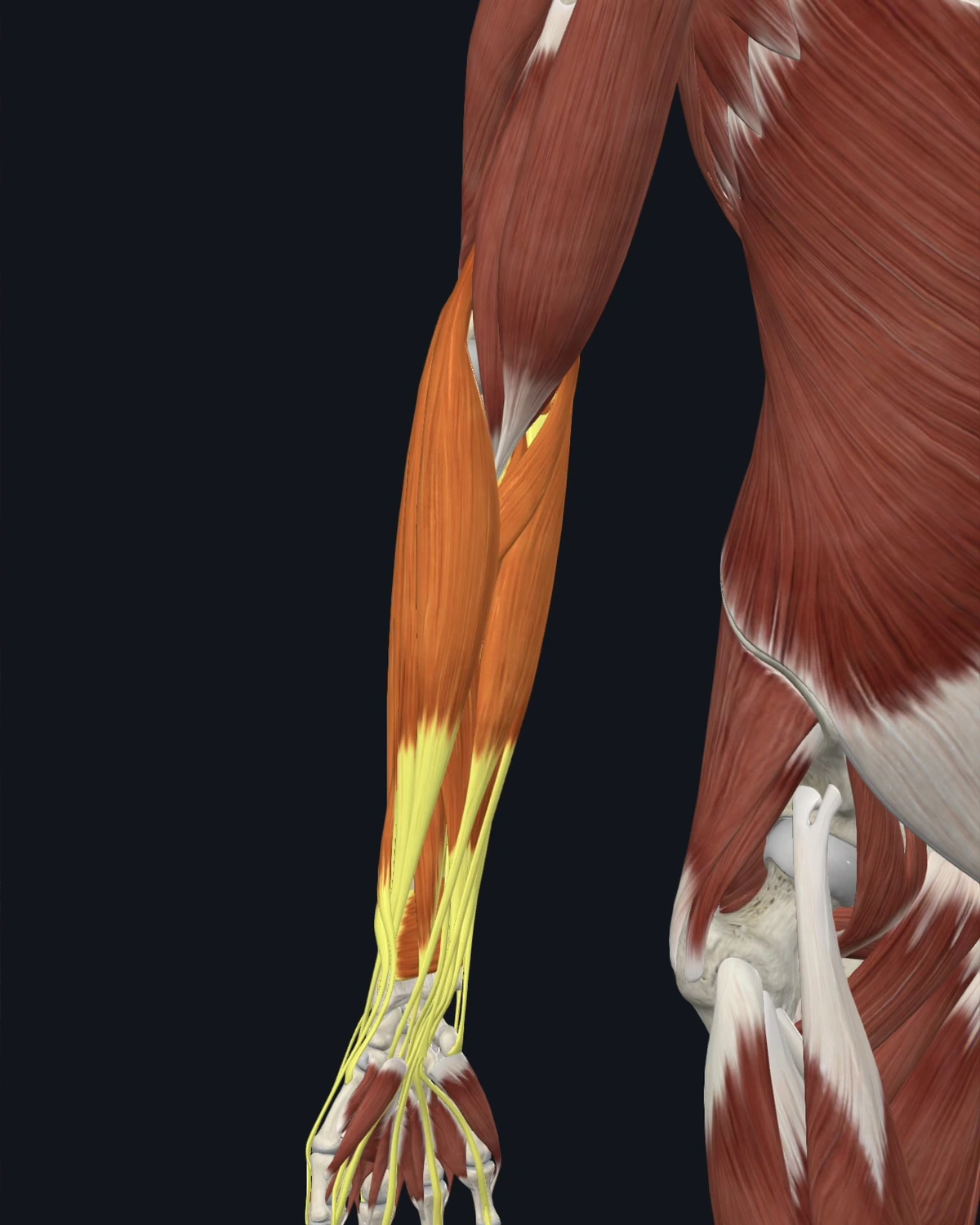Forearm flexor group anatomy