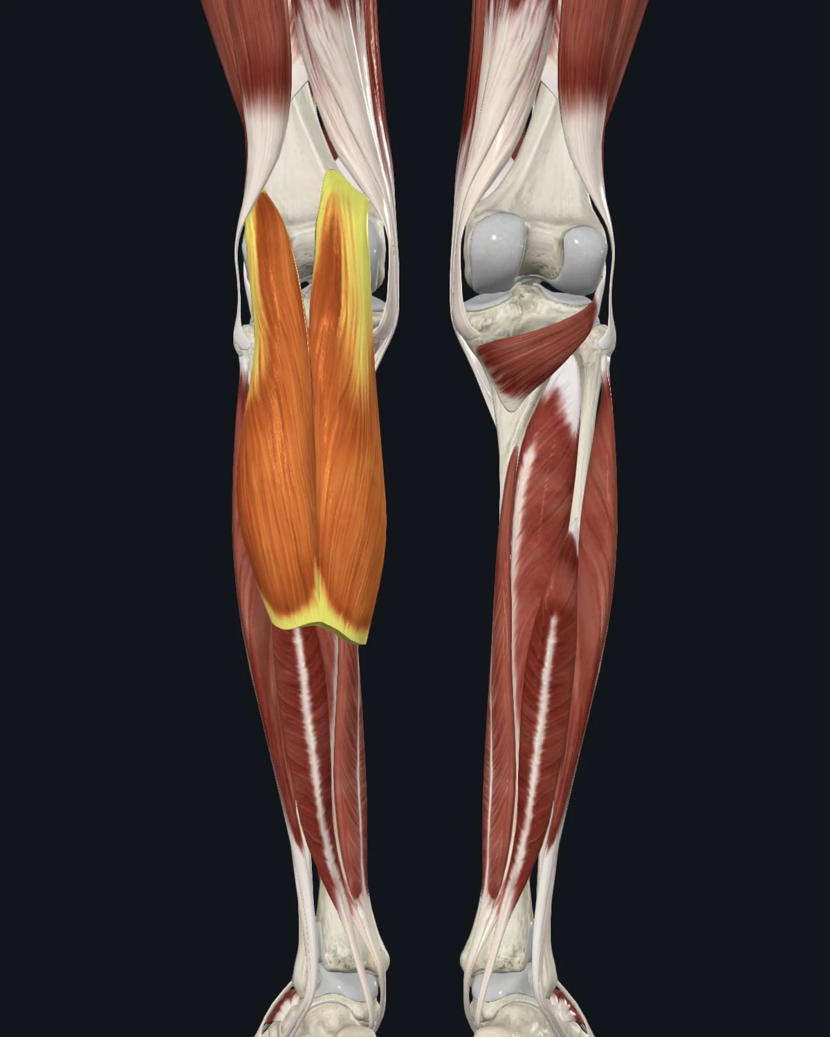 Gastrocnemius muscle anatomy
