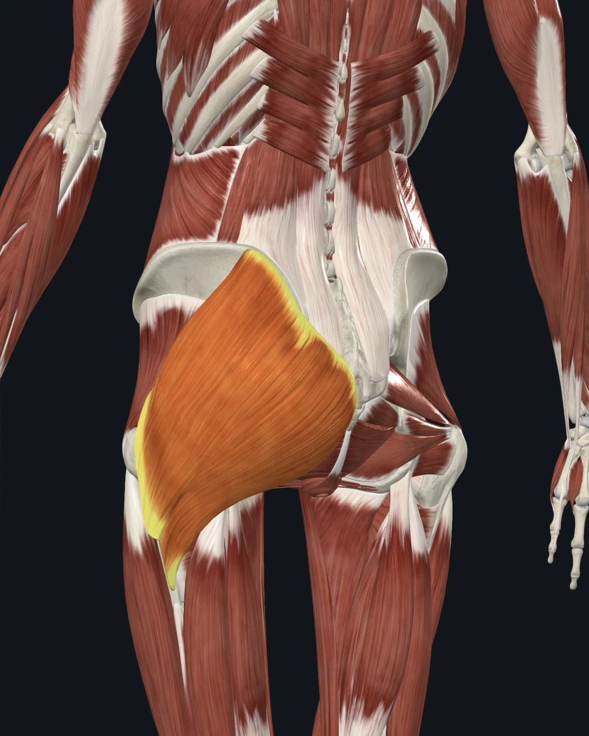 Anatomical illustration of the rhomboids