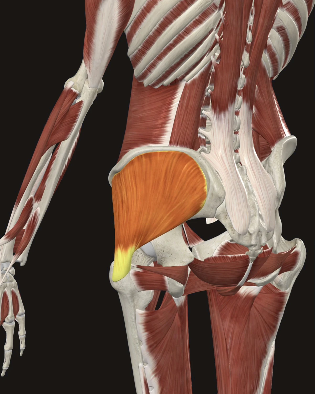 Gluteus Medius muscle anatomy