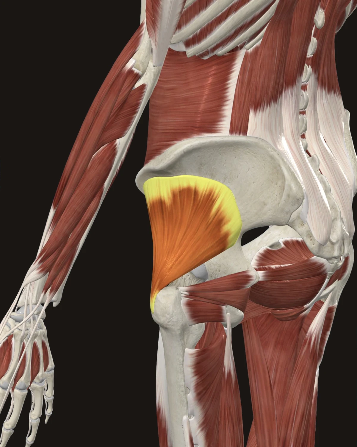 Gluteus Minimus muscle anatomy