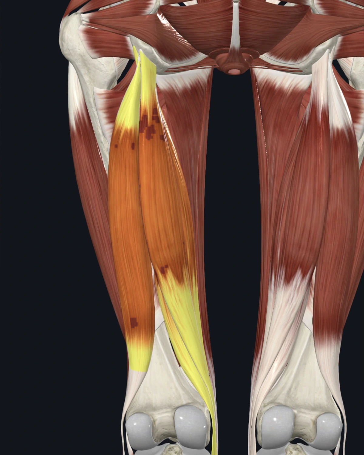 Hamstring group anatomy