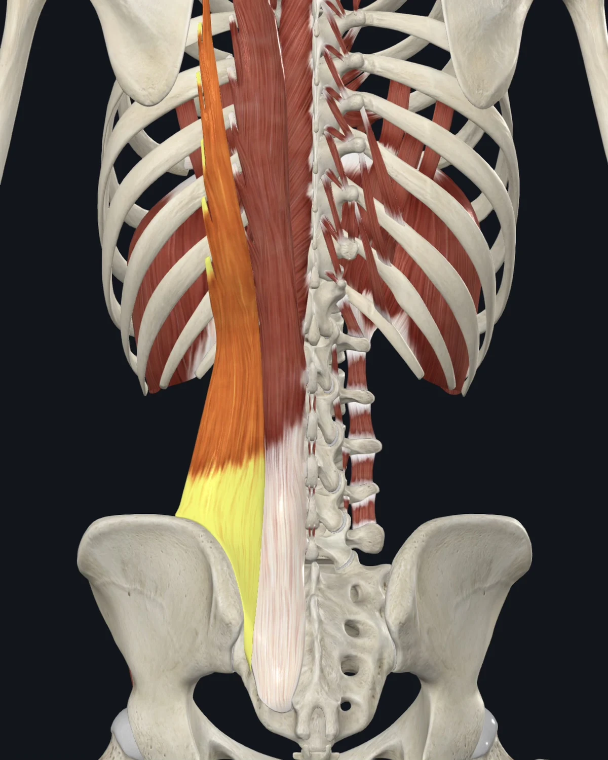Anatomical illustration of the iliocostalis lumborum on a posterior figure