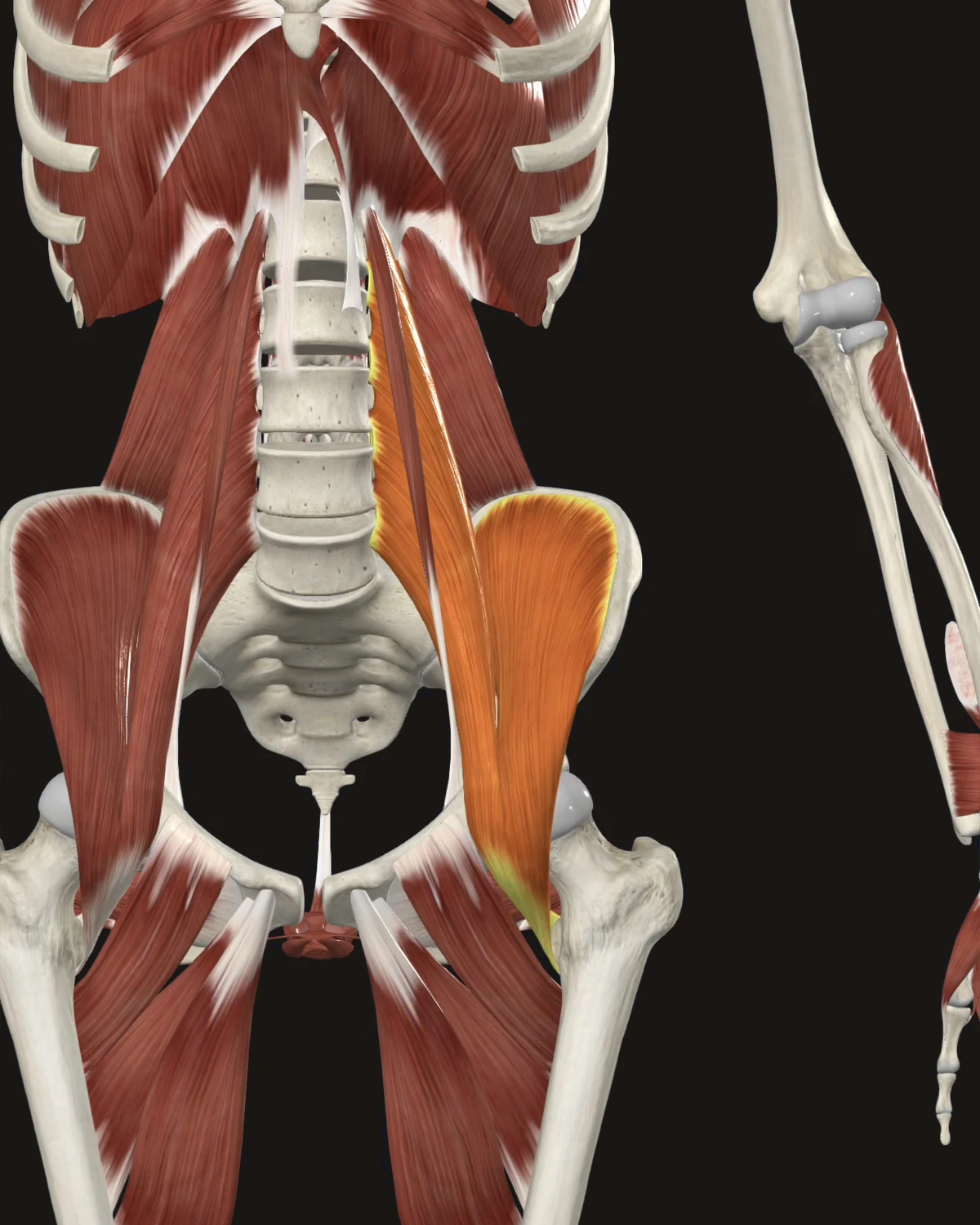 Iliopsoas muscle anatomy