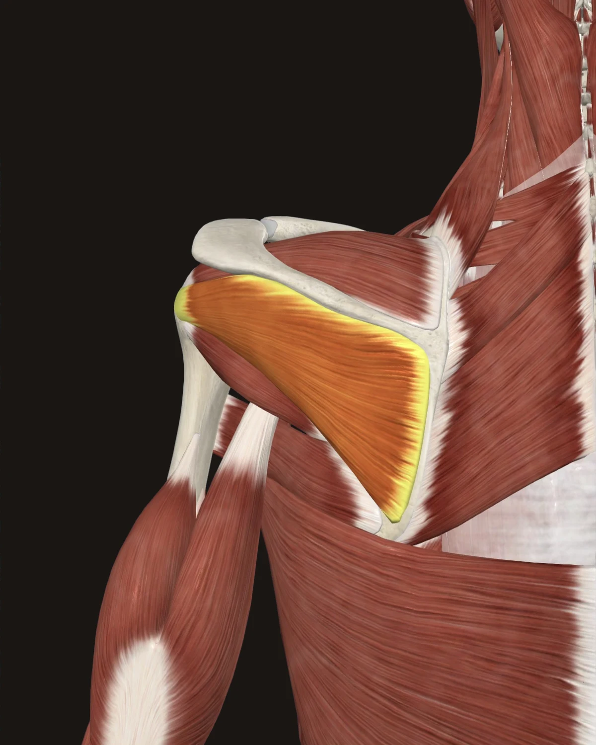 Infraspinatus muscle anatomy