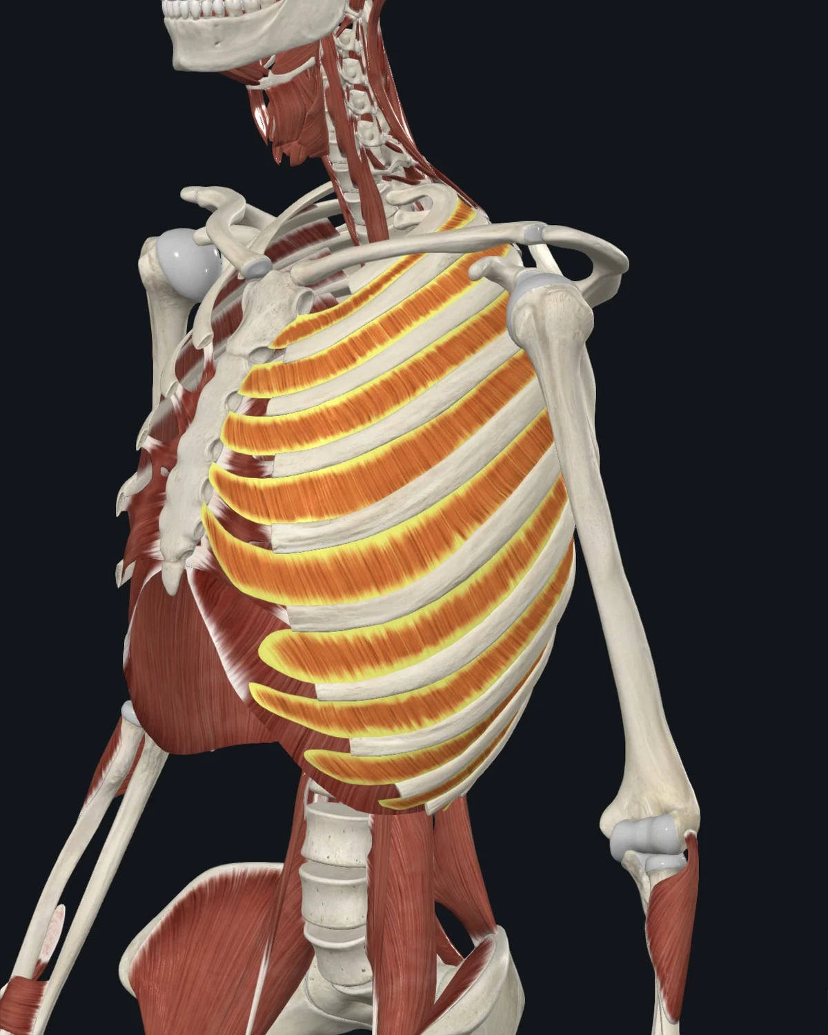 Anatomical illustration of the intercostals on an anterior figure