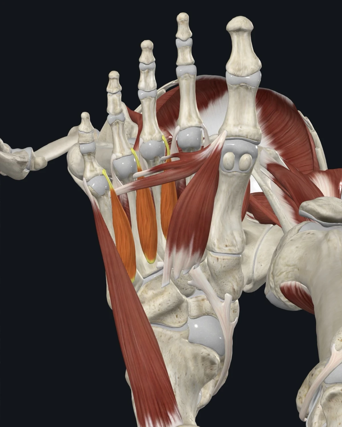 Anatomical illustration of the interossei of the foot on a posterior figure