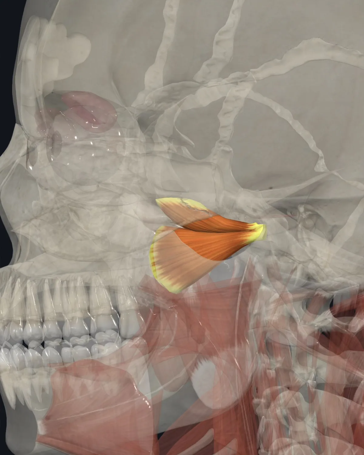 Anatomical illustration of the lateral pterygoid on a lateral head view