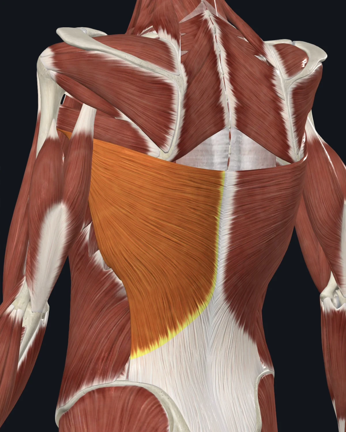 Anatomical illustration of the rhomboids