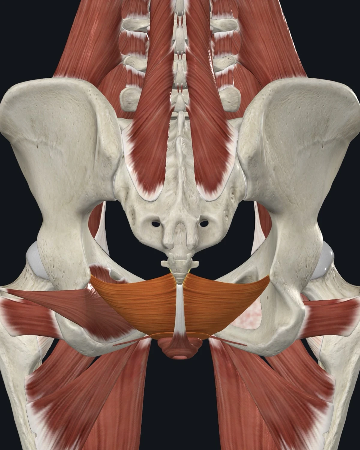 Anatomical illustration of the levator ani and coccygeus on a posterior figure