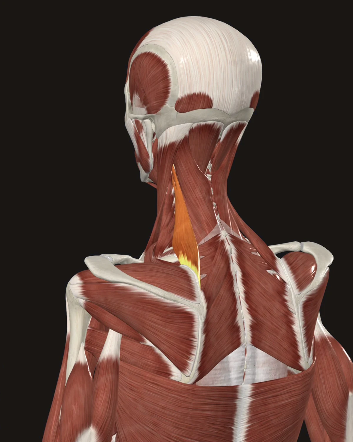 Levator Scapulae muscle anatomy