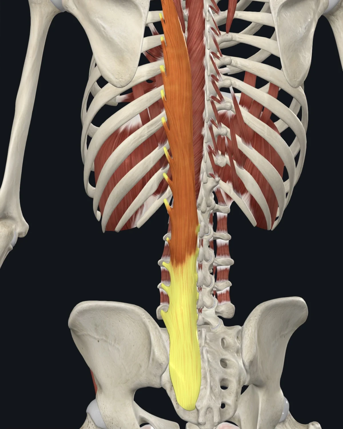 Anatomical illustration of the longissimus thoracis on a posterior figure