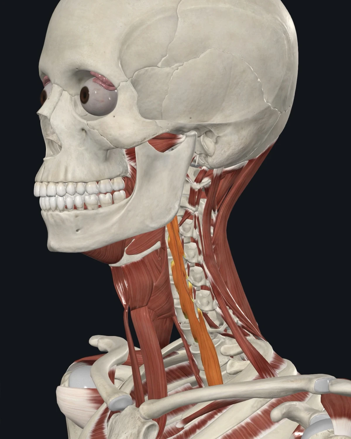 Anatomical illustration of the longus colli and longus capitis on a lateral head view
