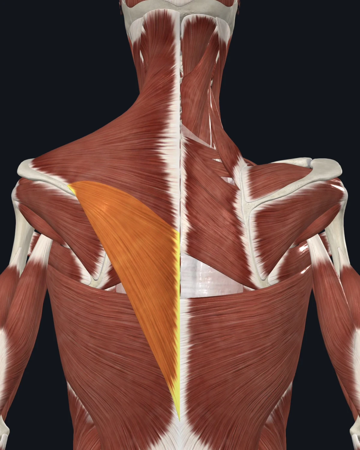 Anatomical illustration of the rhomboids