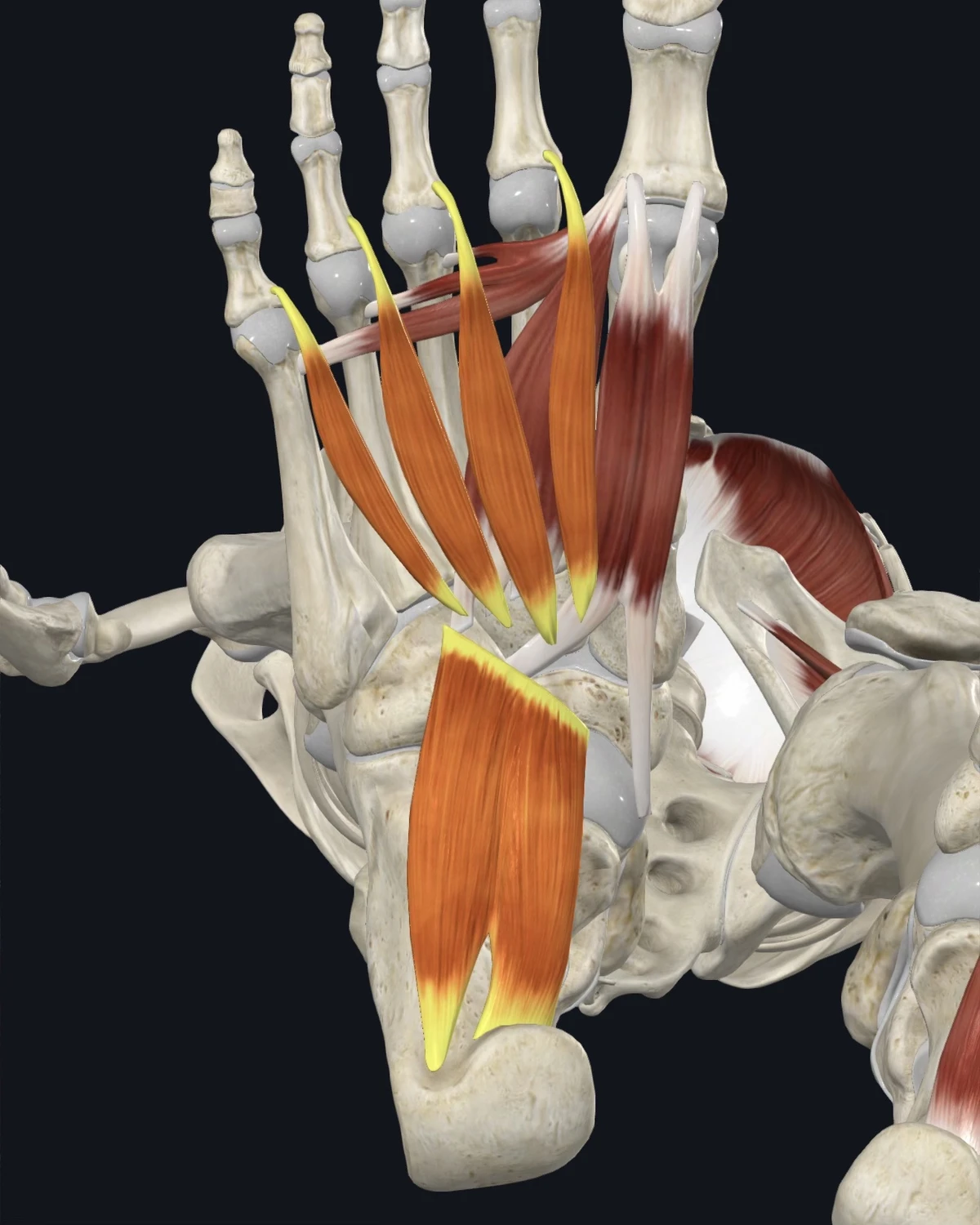 Anatomical illustration of the lumbricals of the foot on a plantar figure