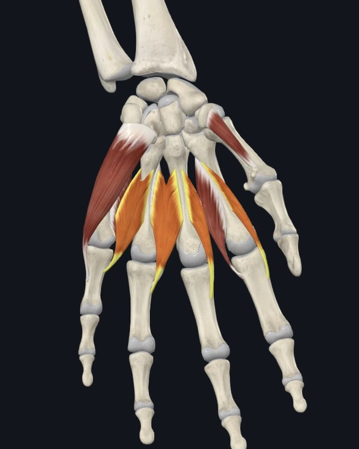 Anatomical illustration of the lumbricals of the hand on an anterior figure