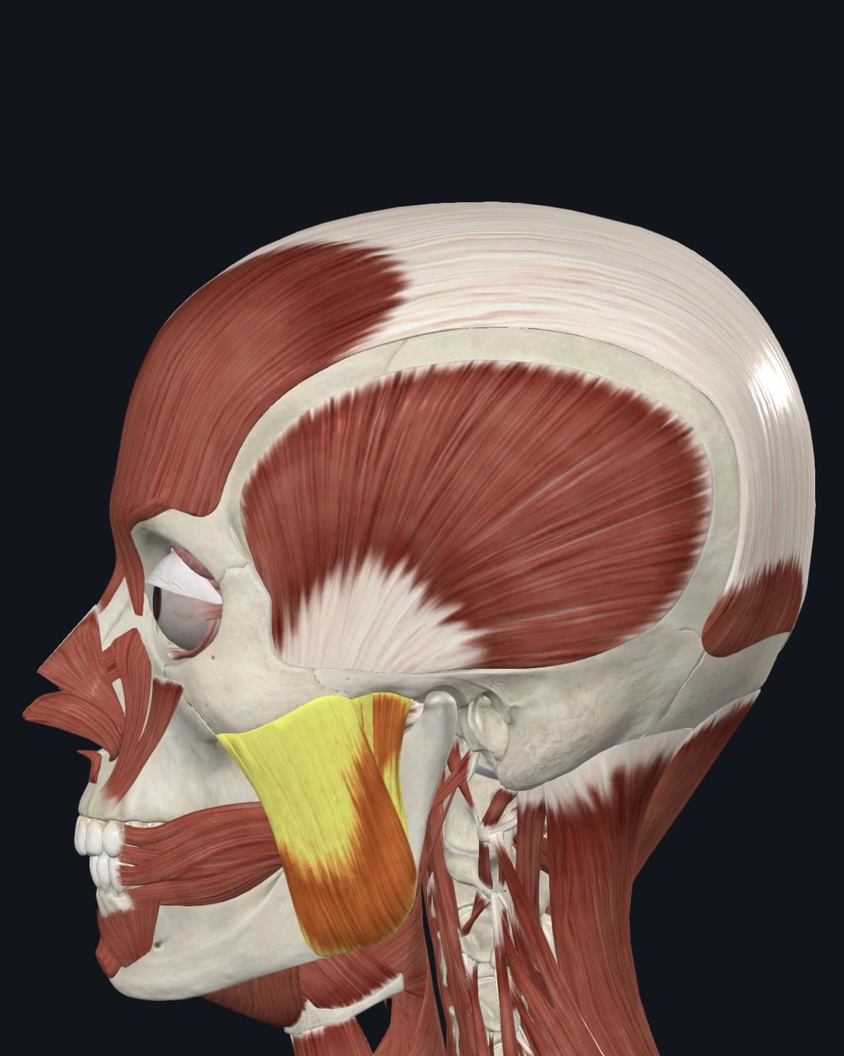 Masseter muscle anatomy