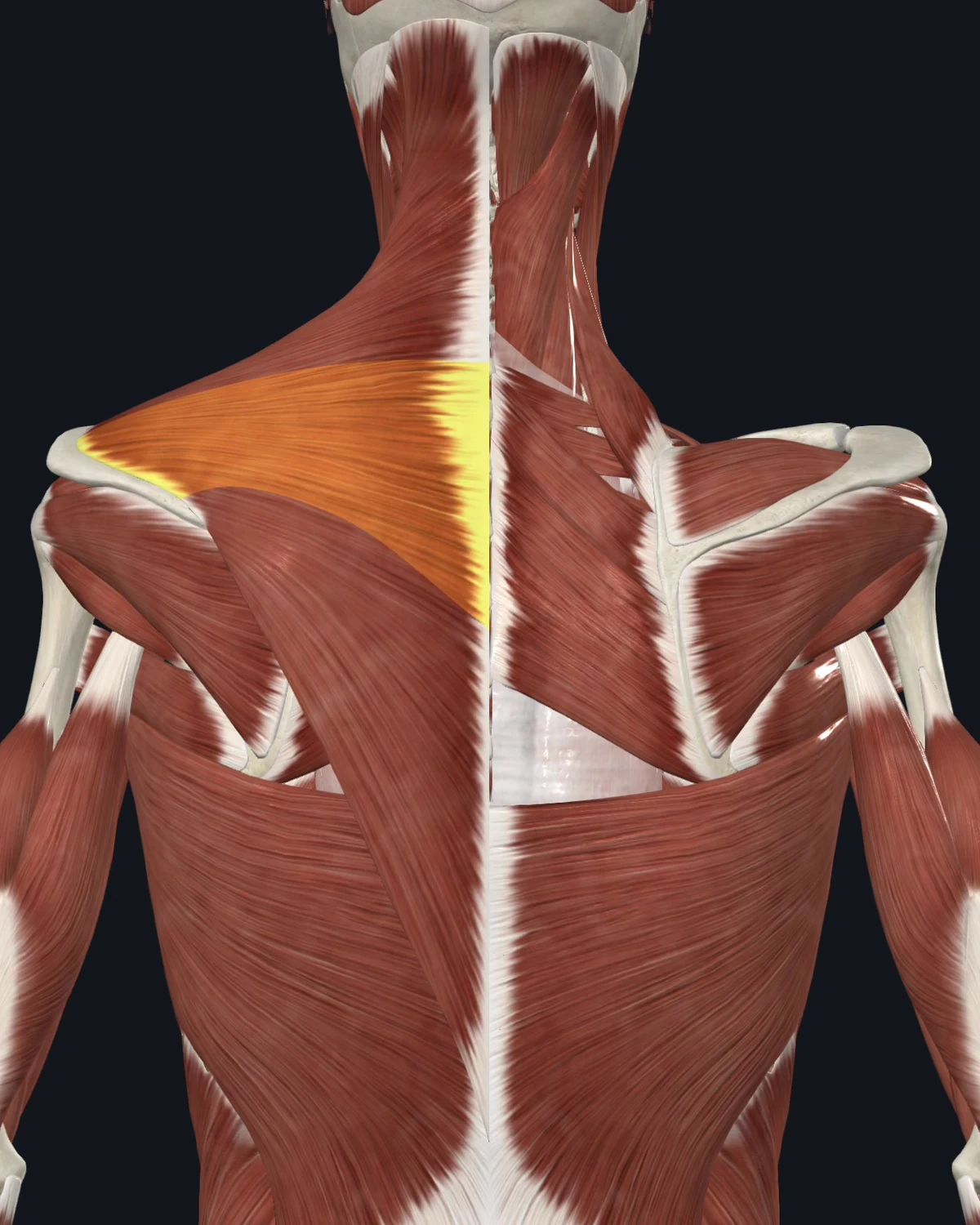 Anatomical illustration of the rhomboids