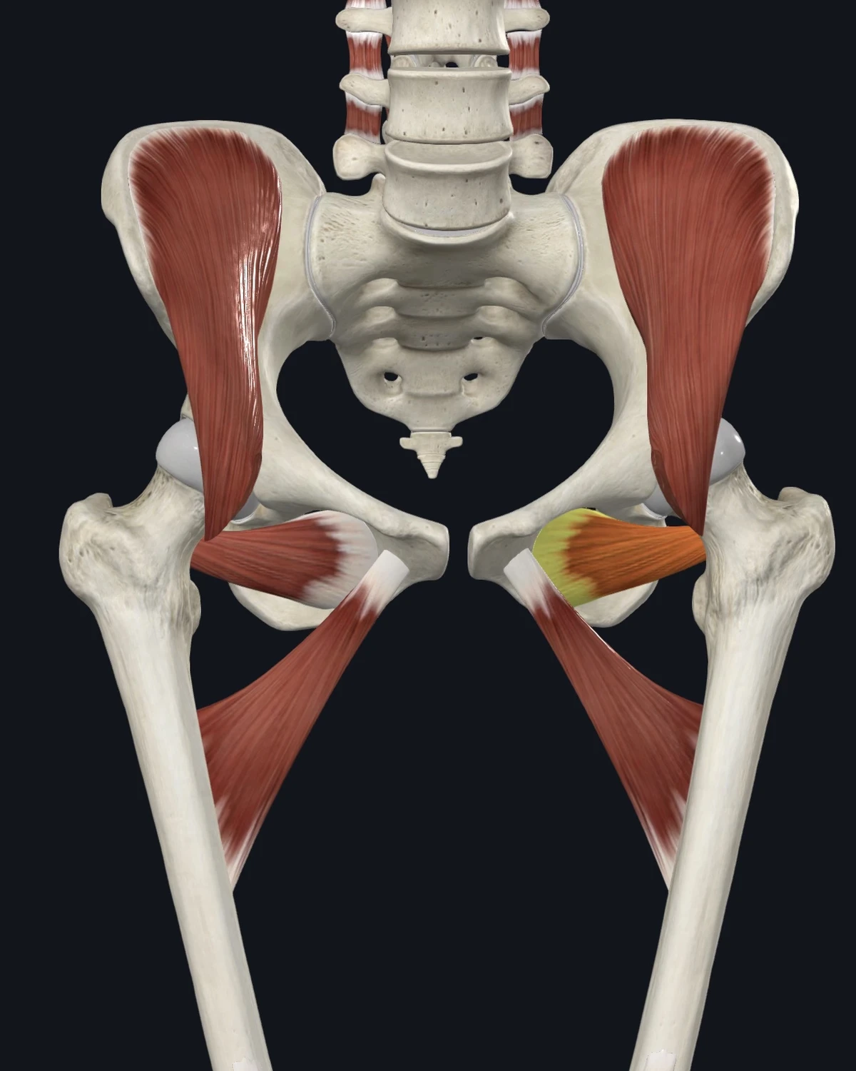 Anatomical illustration of the obturator externus on an anterior figure